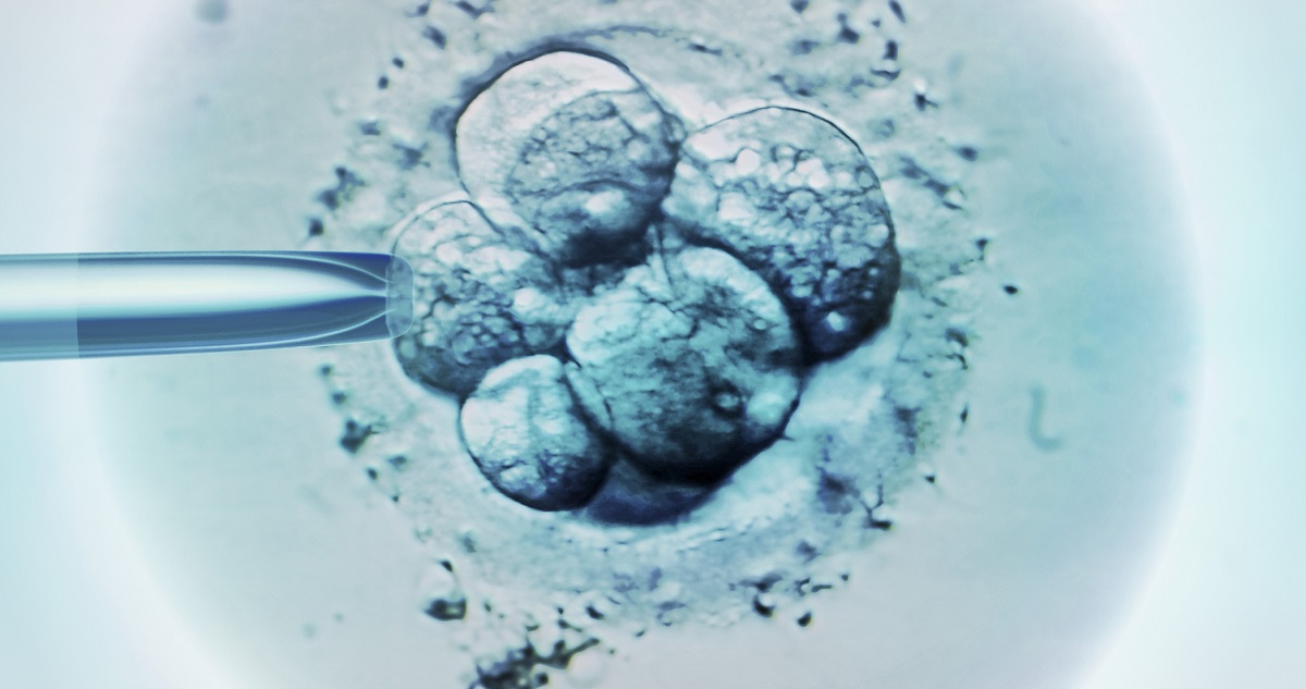 embrió szelekció