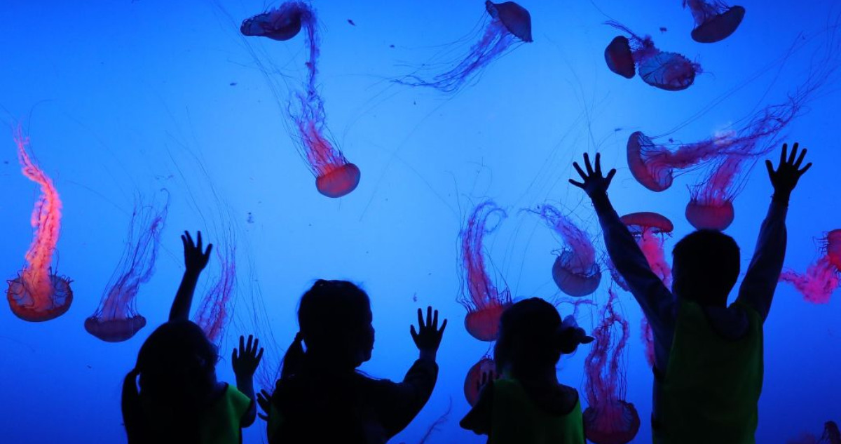 medúzák gyerekekkel