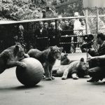 Az Állatkert 50 éve