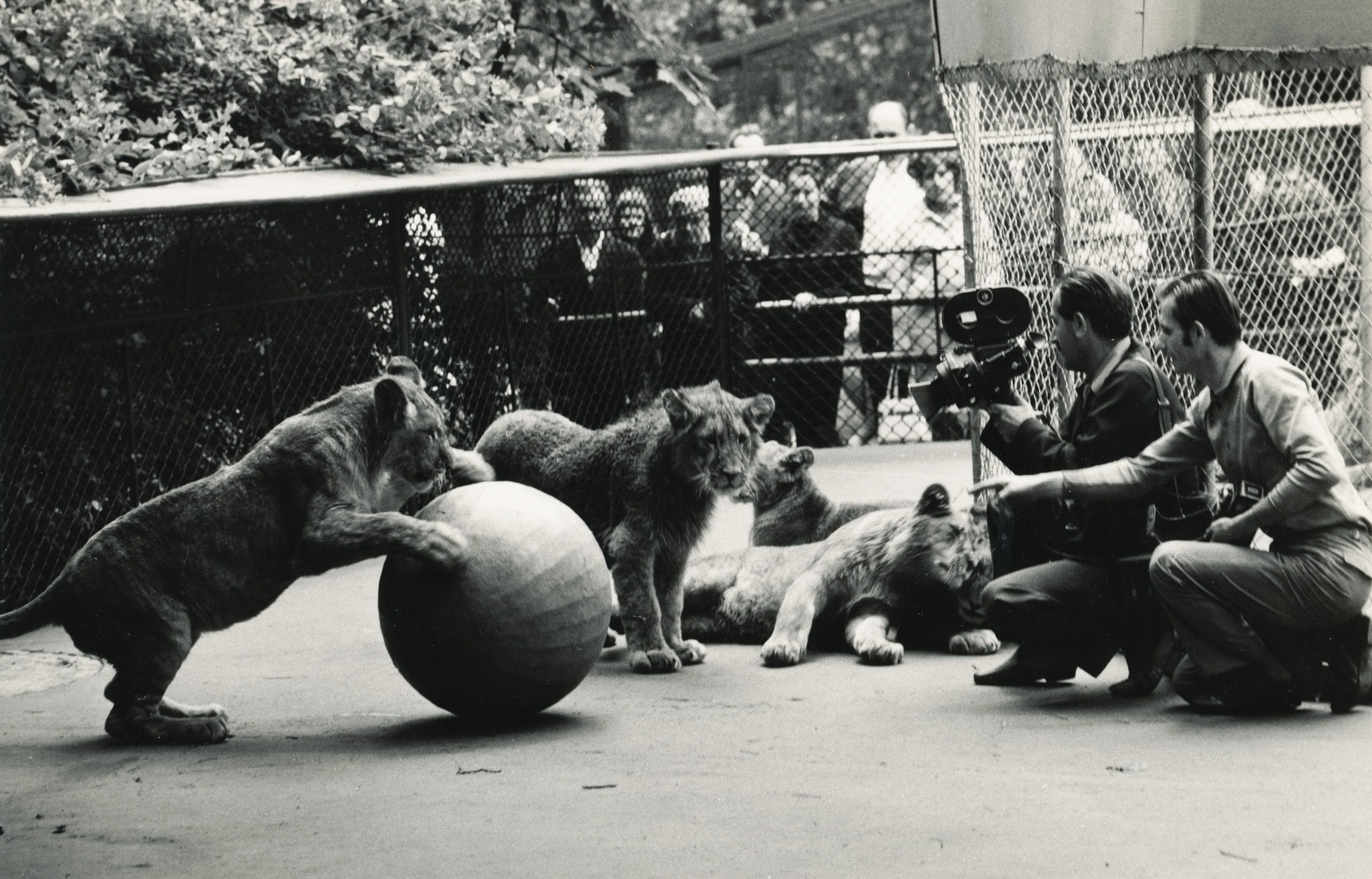 Az Állatkert 50 éve