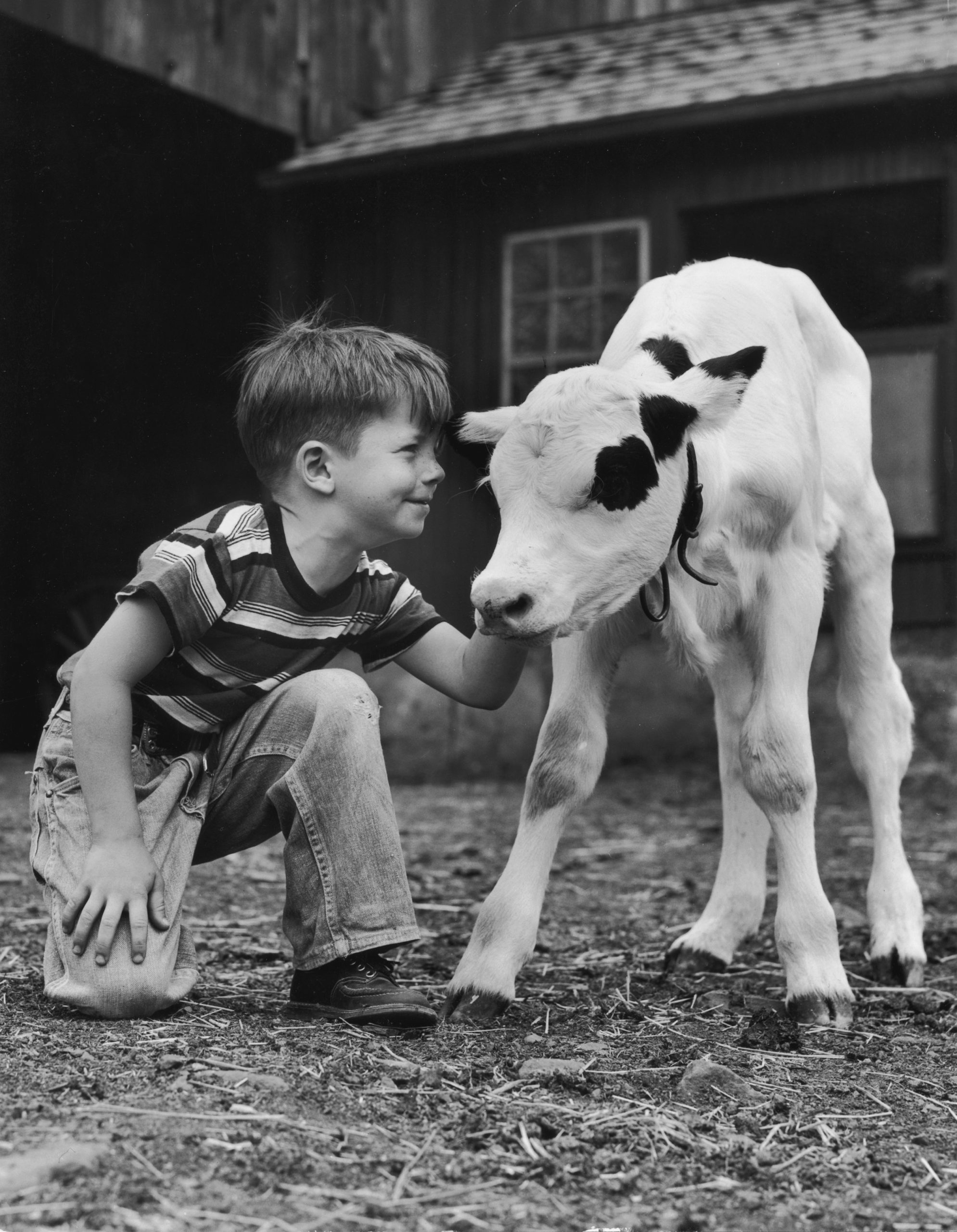 1945 körül egy kisfiú az istállóban egy fehér borjút simogat