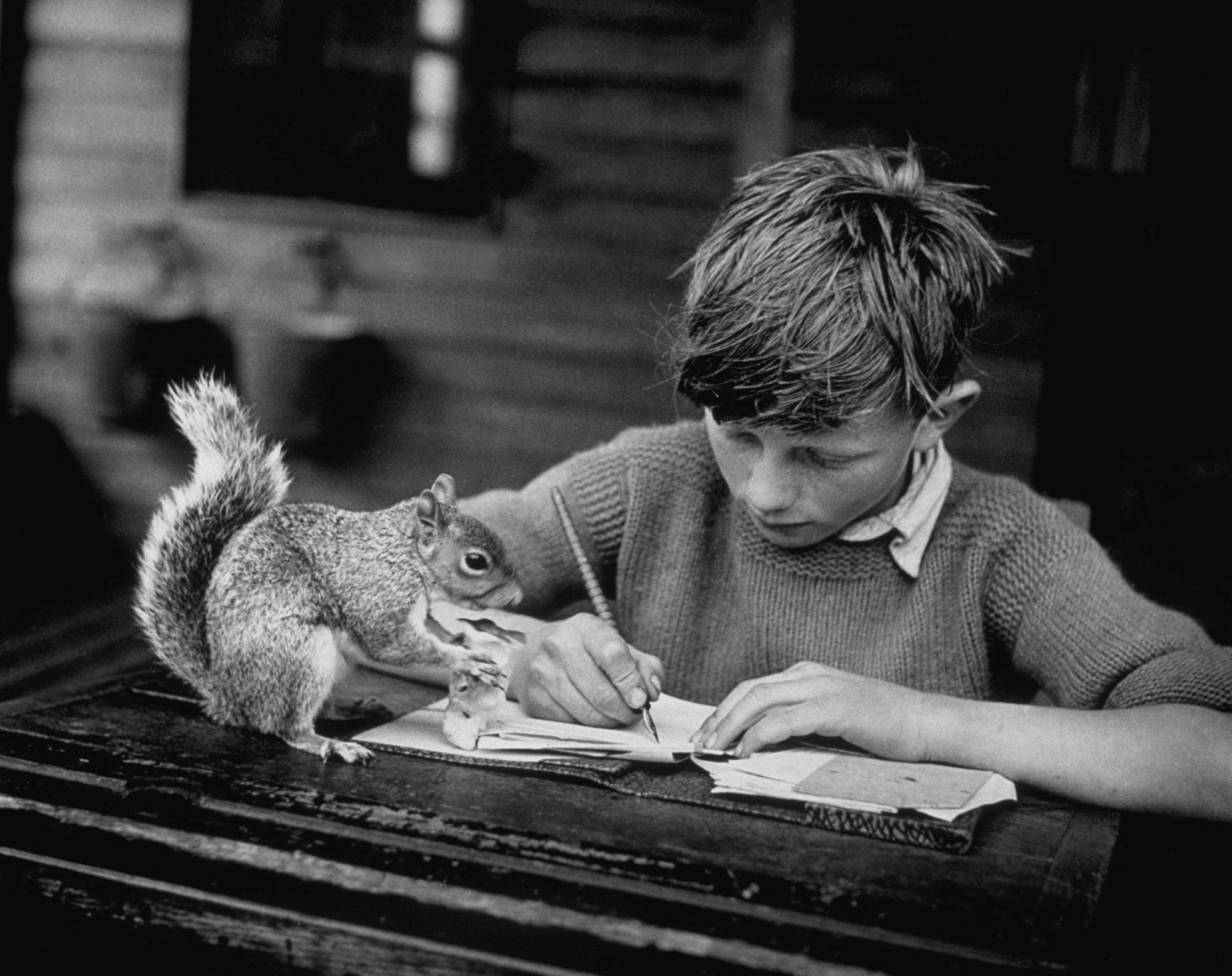 1944 Egy kisfiú mókusa társaságában írja a házi feladatát