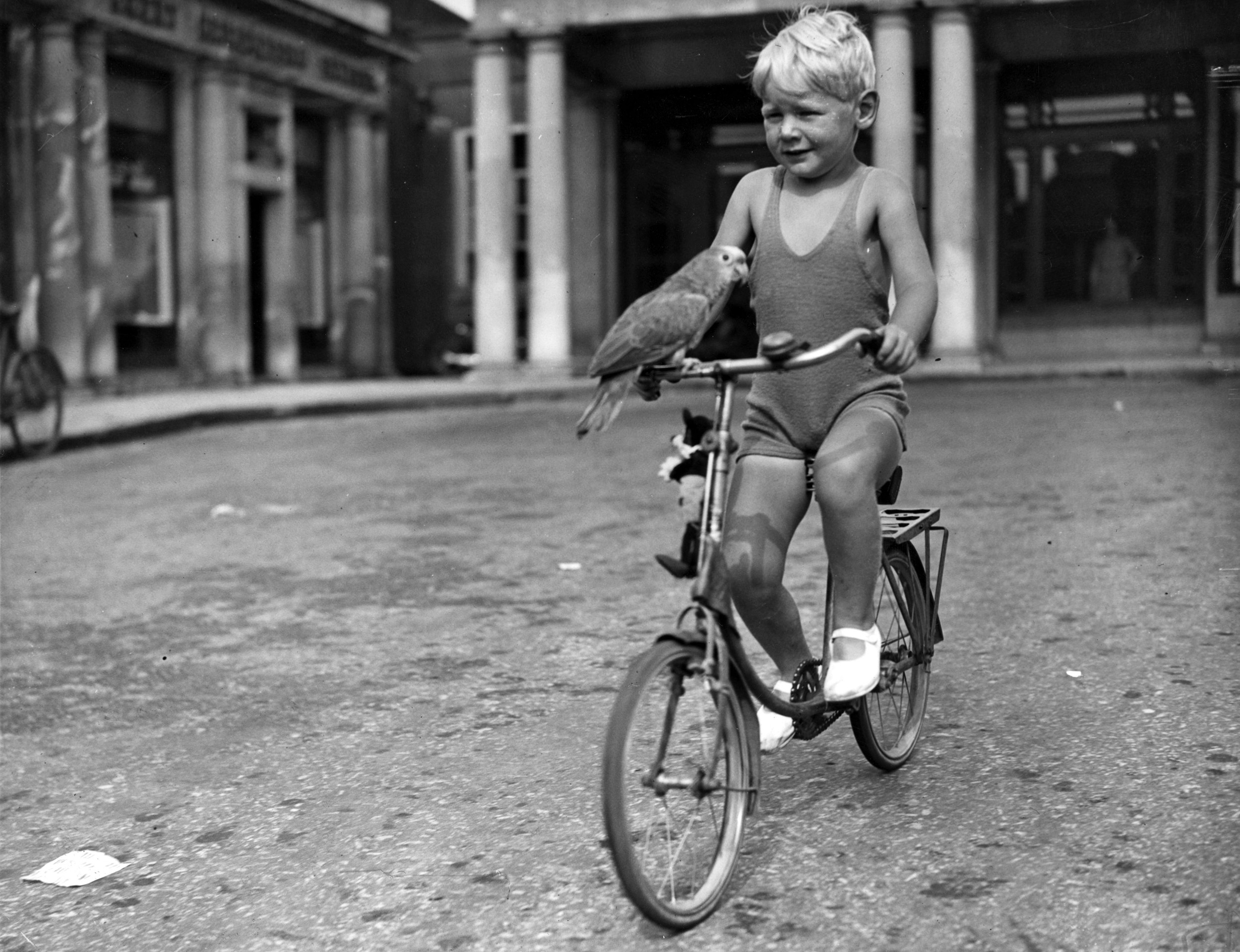 1932 Egy kisfiú a papagájával kerékpározik ami a bicikli kormányán csücsül