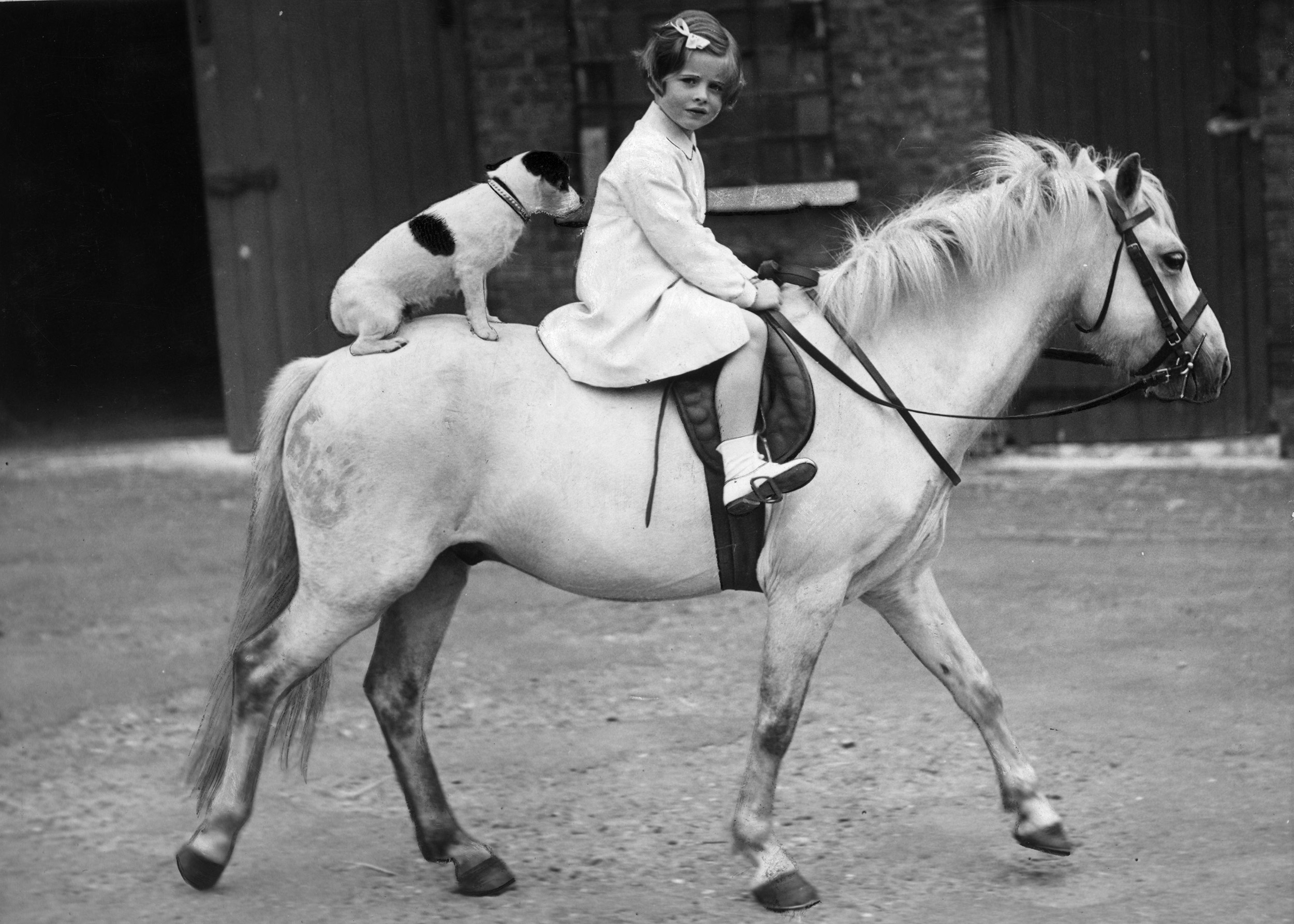 1935 Egy kislány lovaglás közben a kutyusát is felültette a lóra