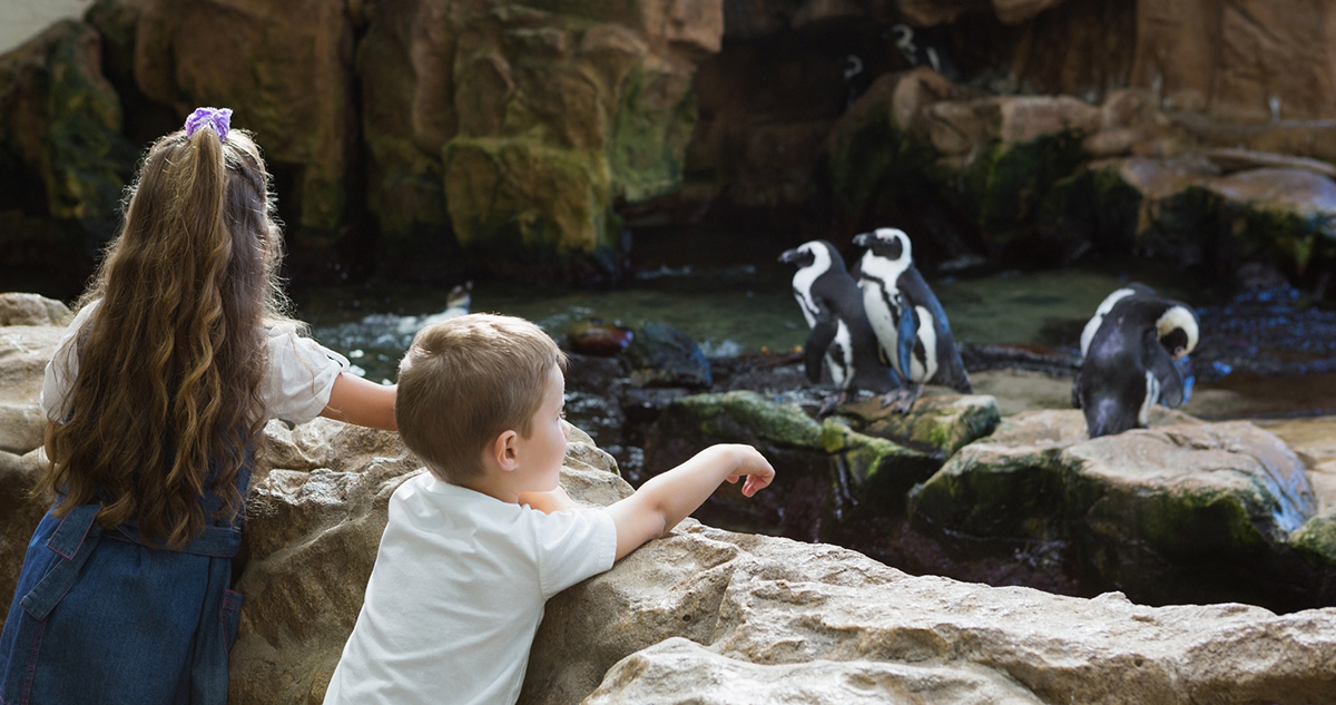 Pingvinek gyerekek állatkertben