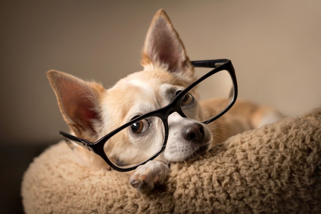 kutya szemüvegben