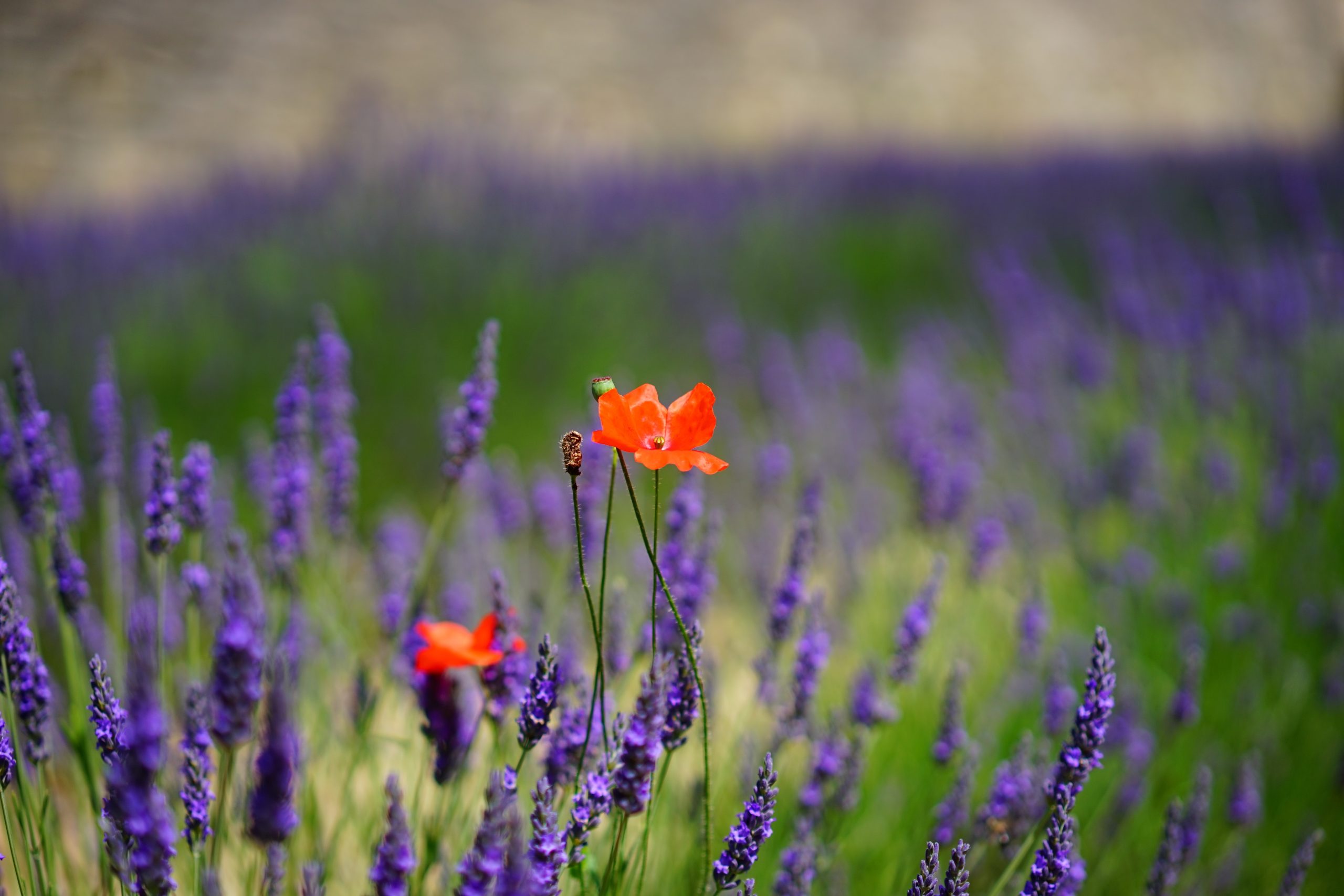 Lavandula Angustifolia, levendula