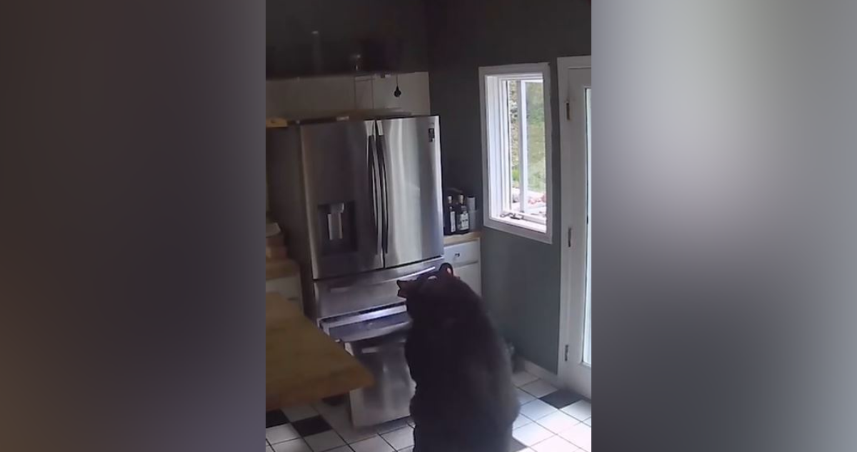 Medve a konyhában