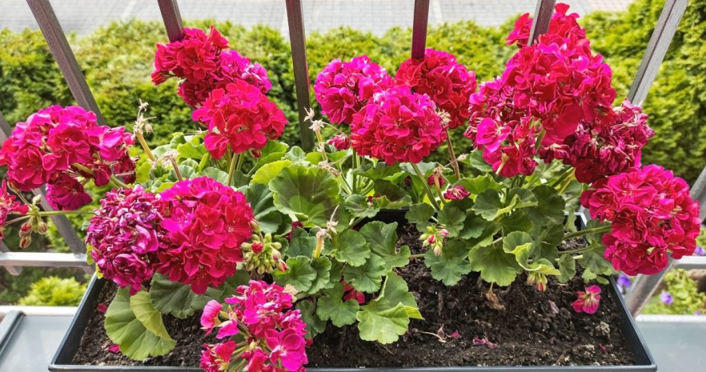 muskatlik-1200 - Gyerekszoba (Kép forrása: Getty Images)