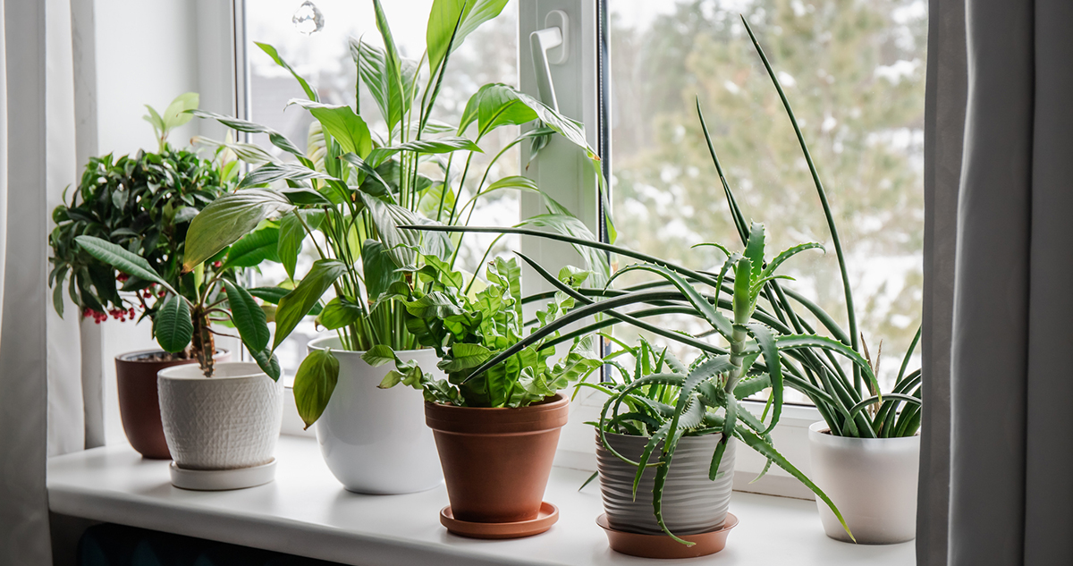 szobanövények az ablakpárkányon télen