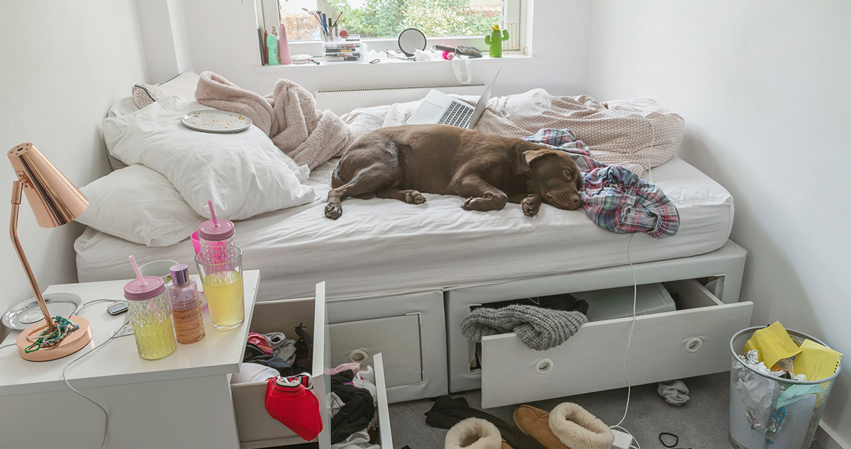 Rendetlen lakás, kutya fekszik az ágyon, rendetlenség