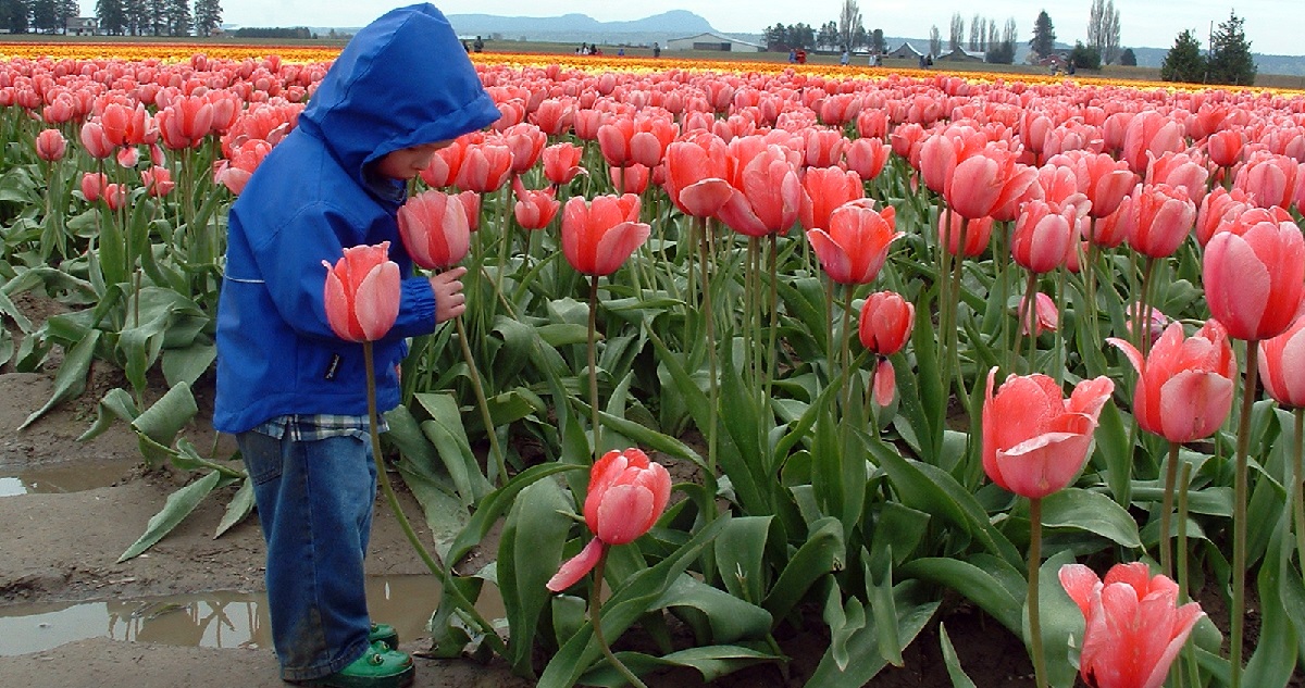 kisfiú tulipánmezőn