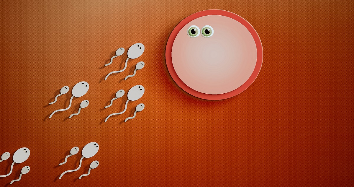 spermium megtermékenyíti a petesejtet