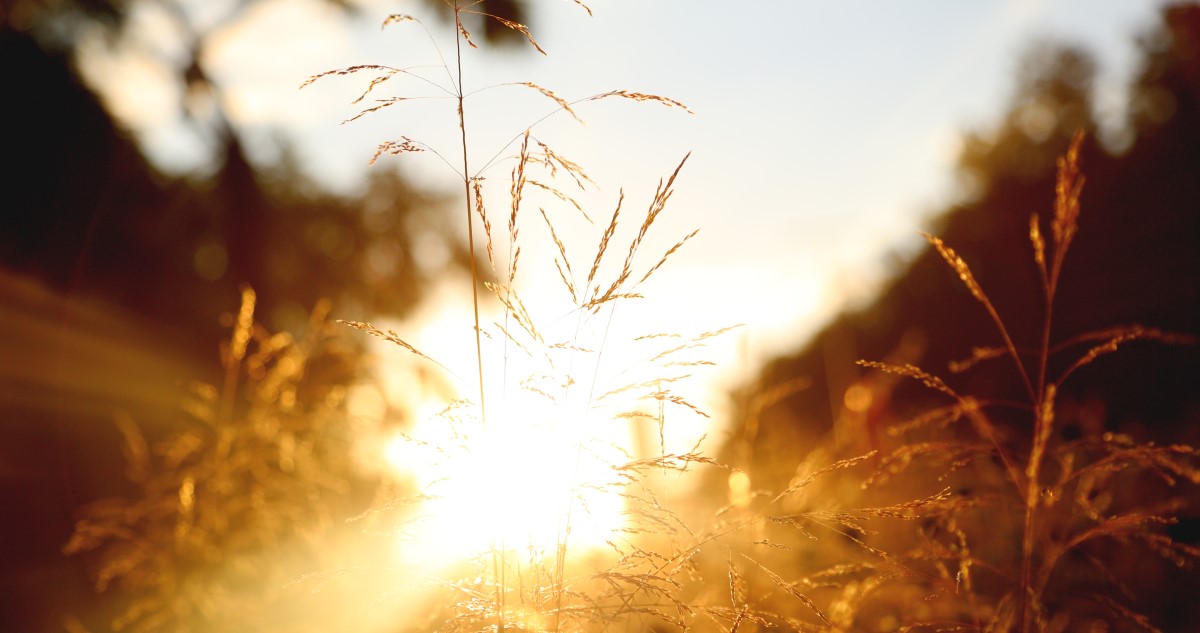 naplemente nyári mezőn