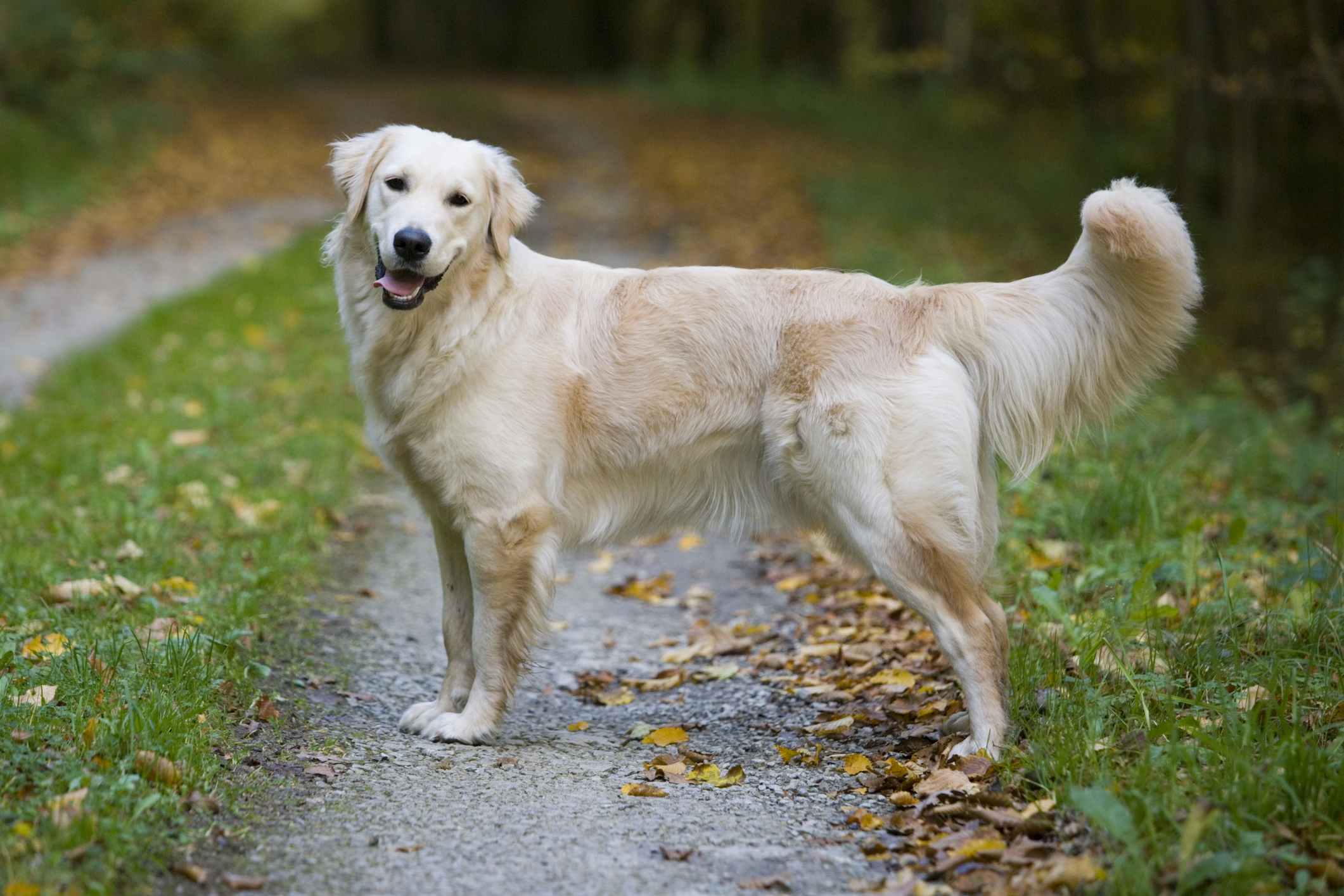 golden retriever