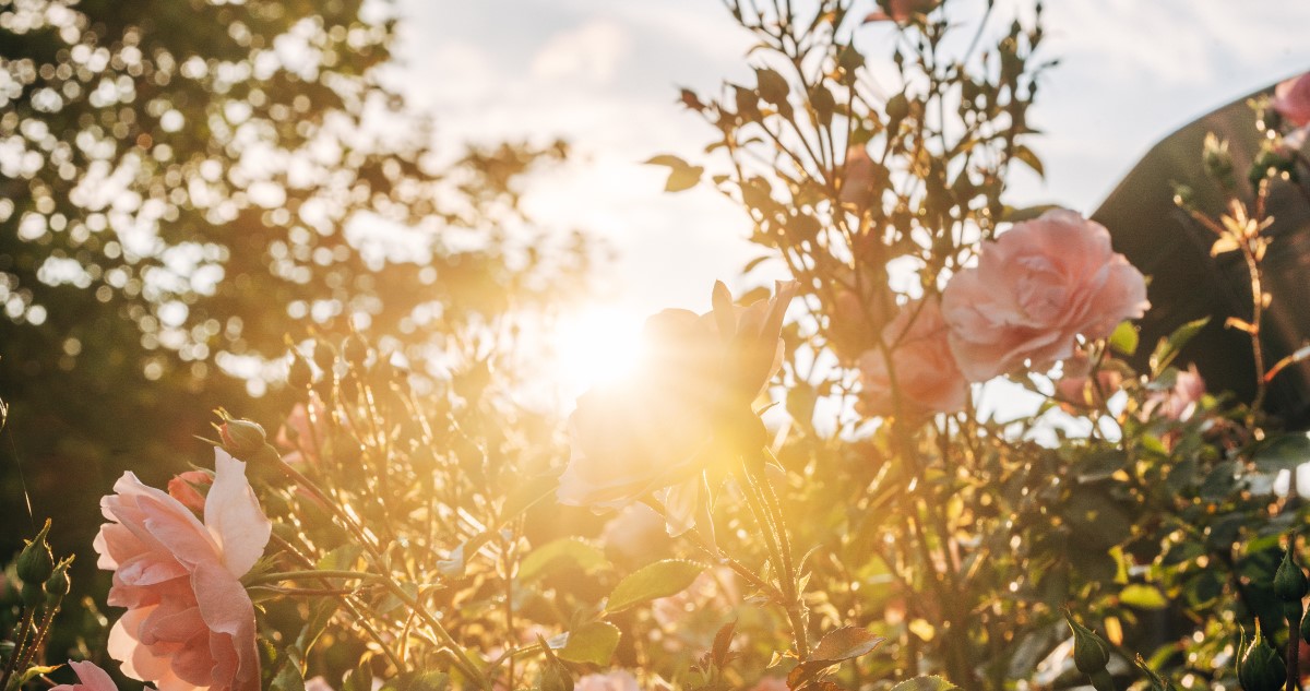 rózsák napfényben