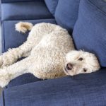 uszkár kanapén fekszik