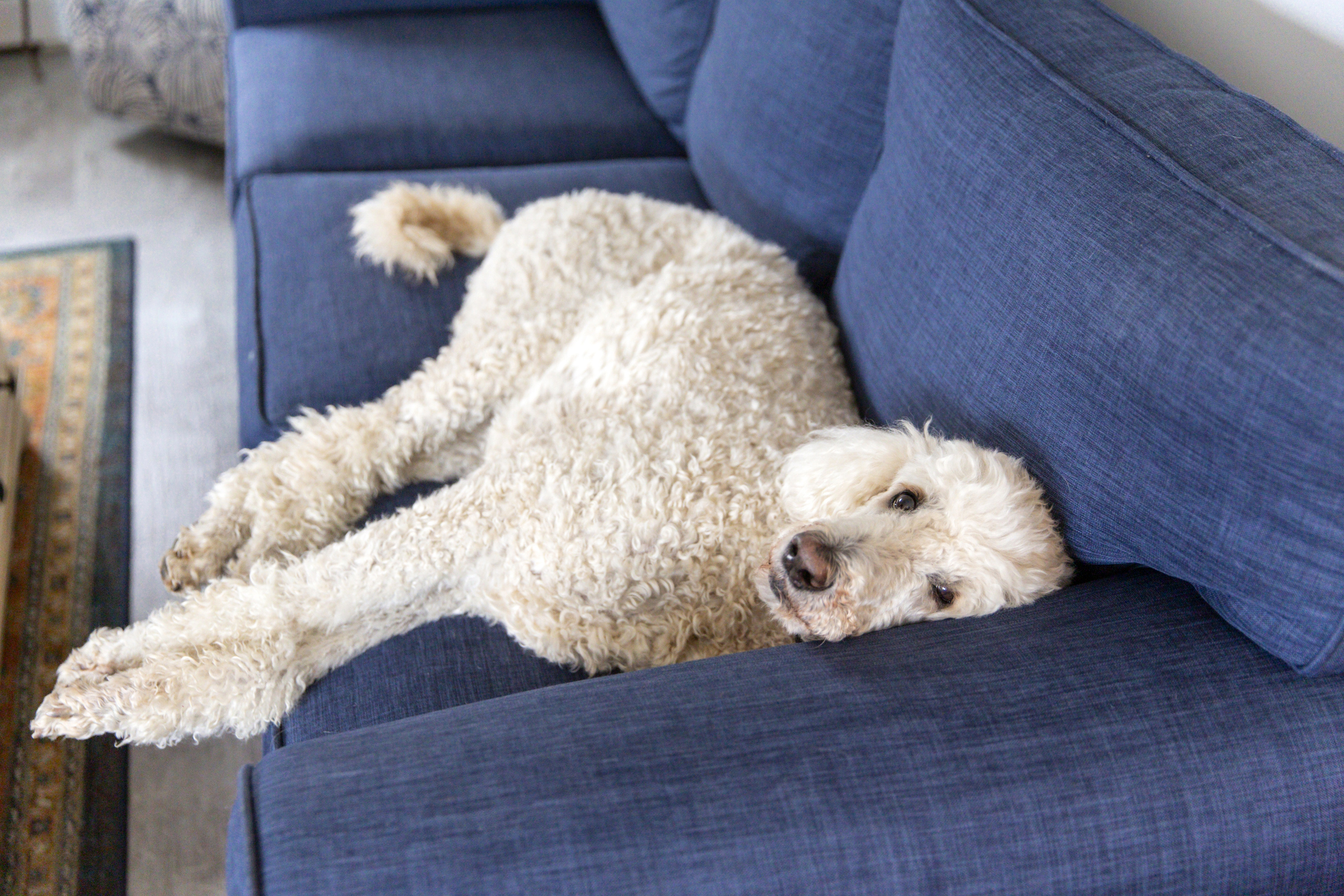 uszkár kanapén fekszik