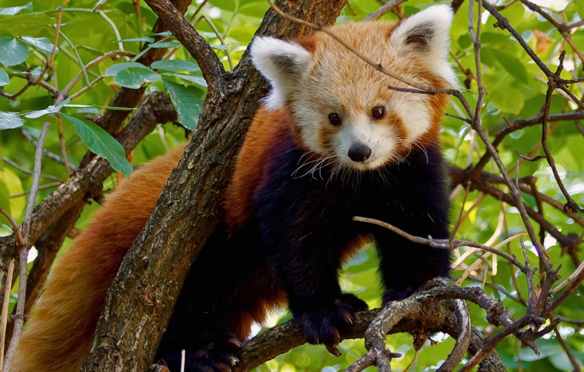 (Fotó: zoobudapest.com)