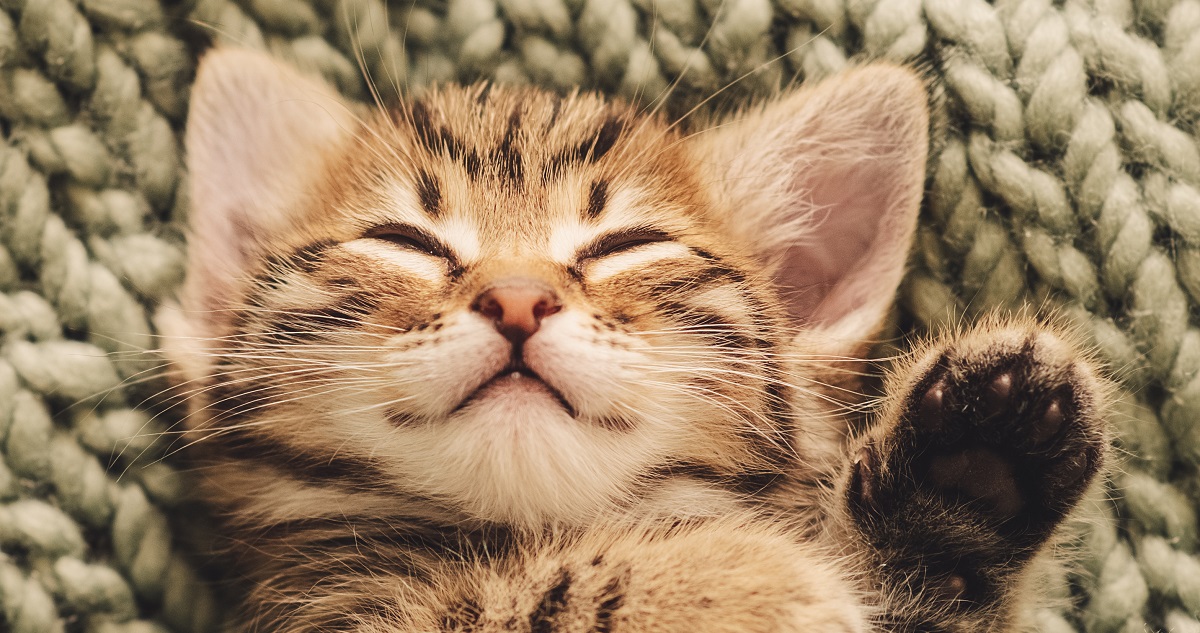 Fotó: Getty Images - Sergey Ovchinnikov