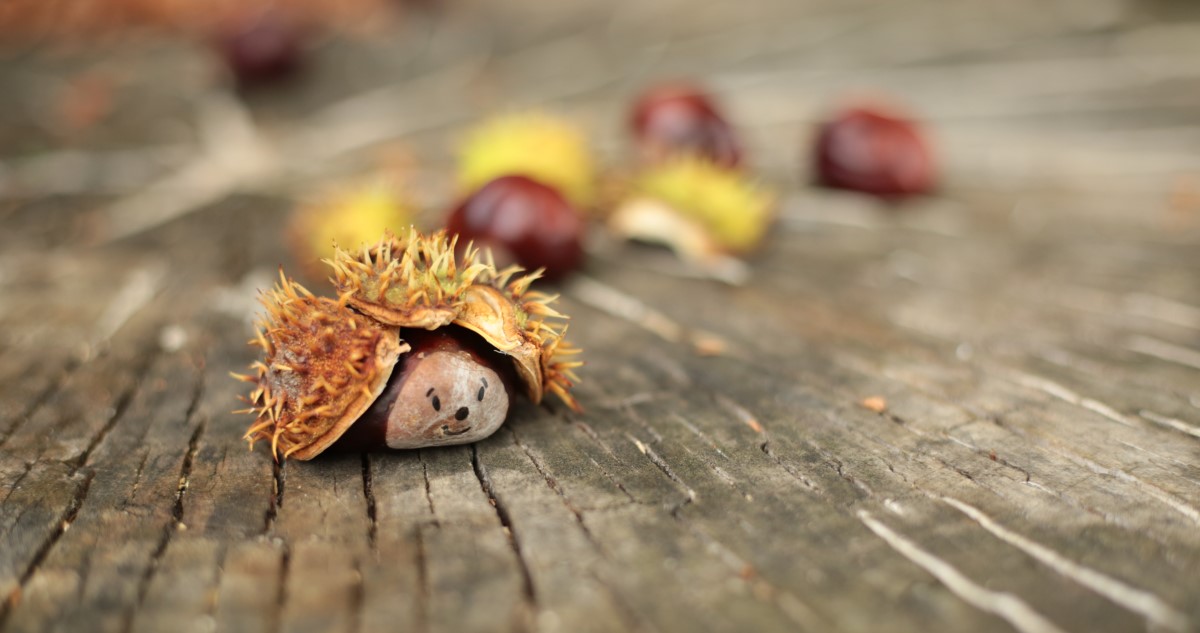 süni gesztenyéből