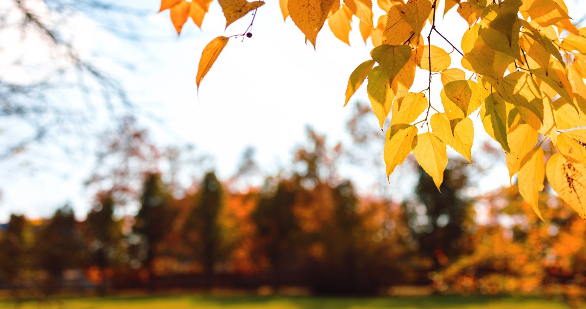 őszi táj levelekkel