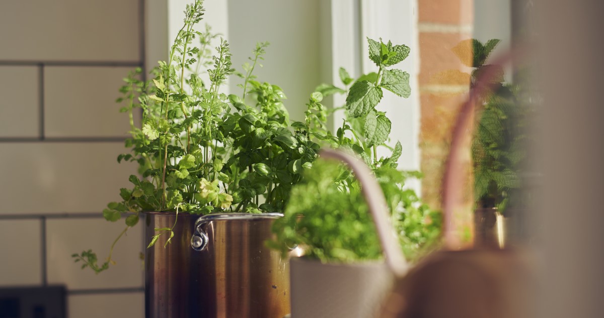 zöldfűszerek az ablakban