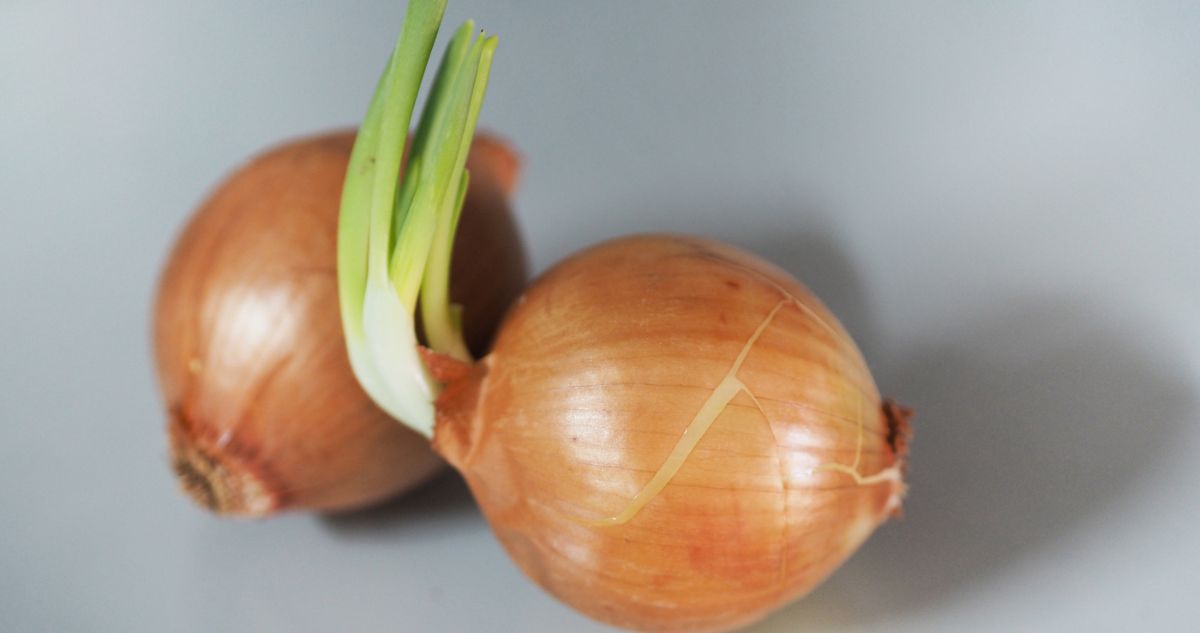 kicsírázott hagyma