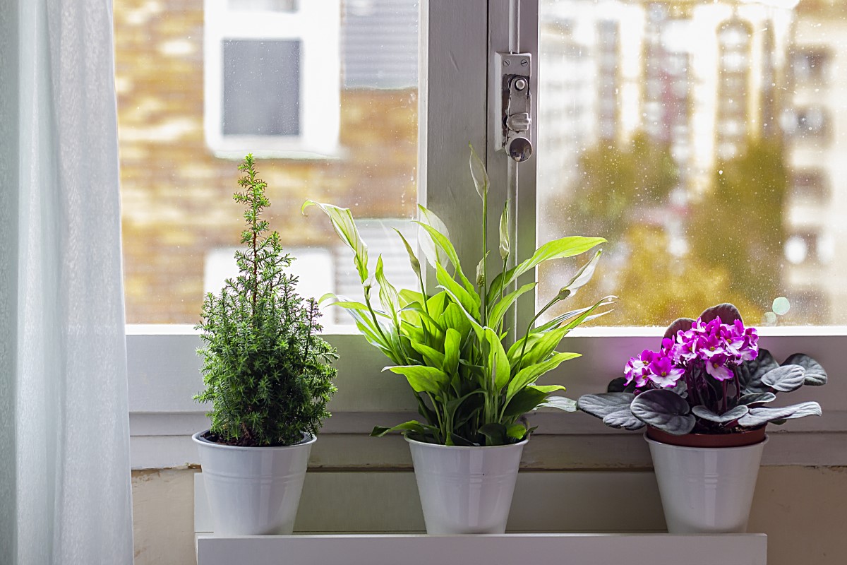 őszi ablakban növények