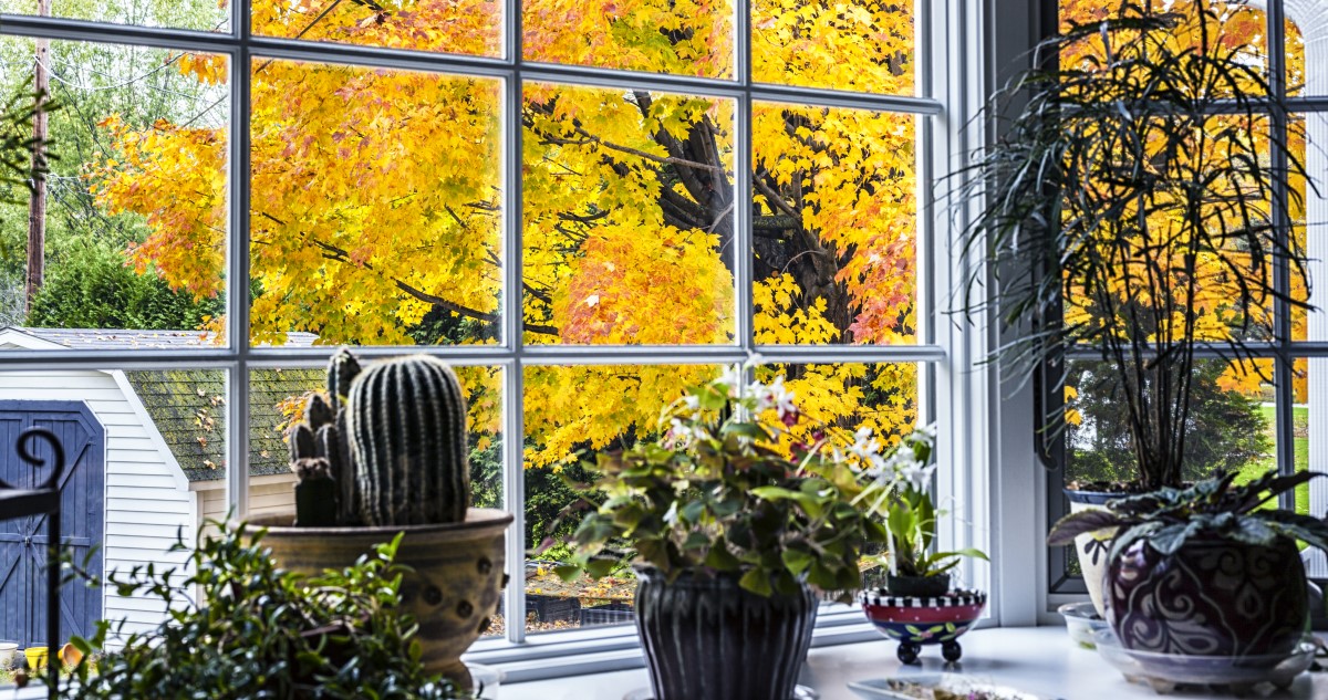 szobanövények ősszel az ablakban
