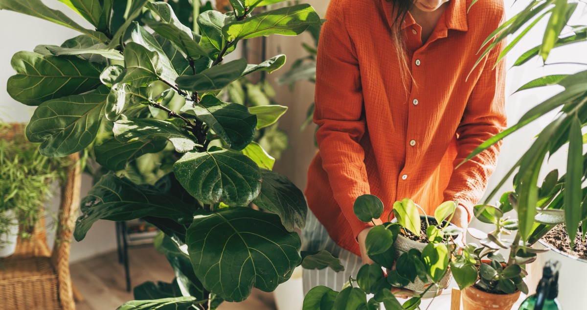 szobanövényeket gondoz