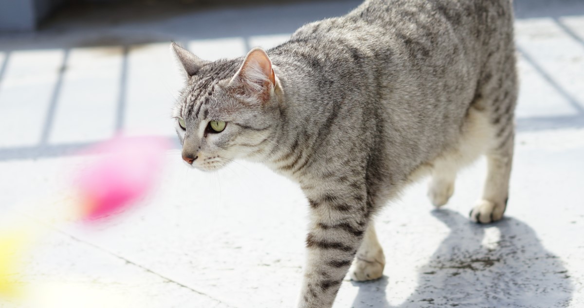 egyiptomi mau macska