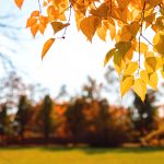 őszi falevelek