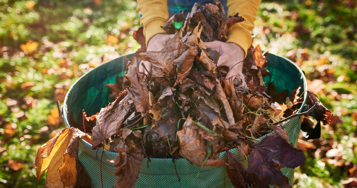 őszi kert falevelek