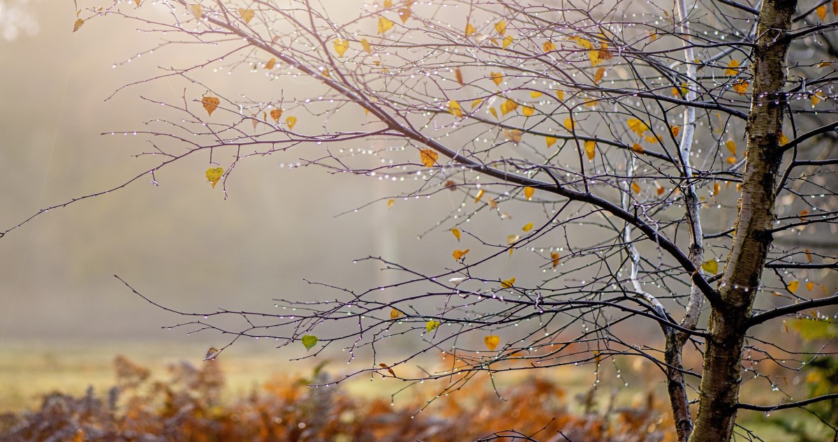 őszi fa ködös időben