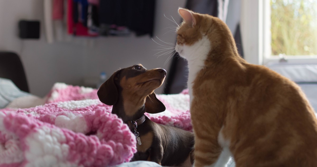 kutya és macska a szobában