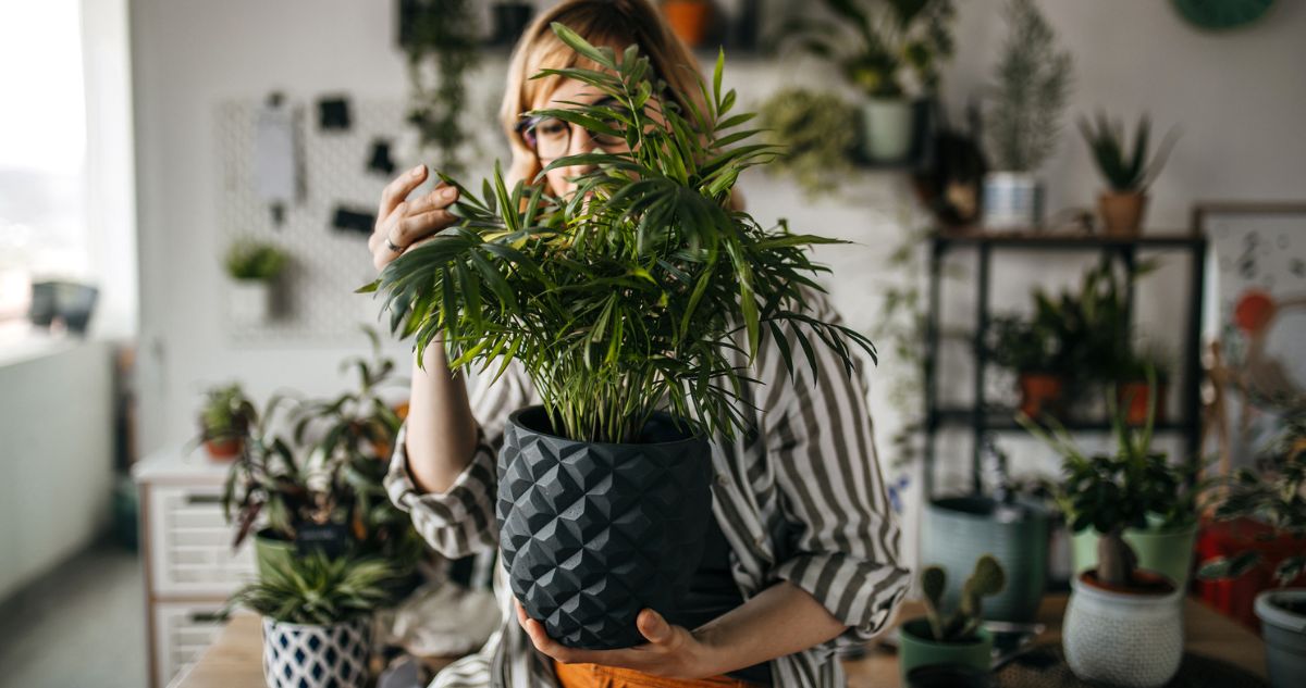 növény szobában