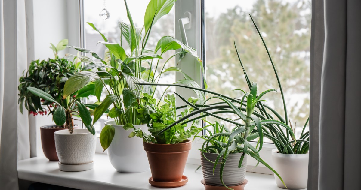 növények az ablakban