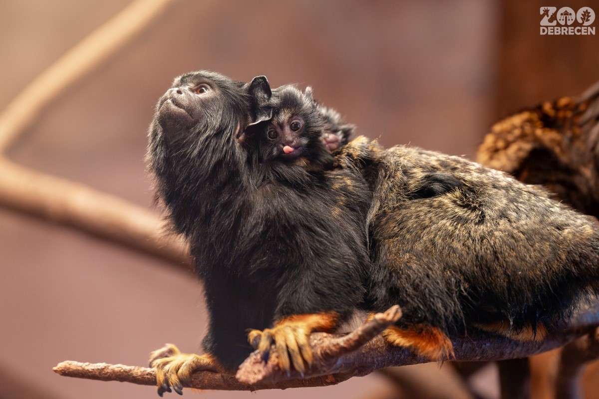 (Kép forrása: Eszenyi Roland/Zoo Debrecen/Facebook)