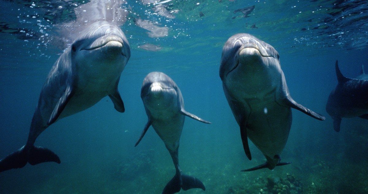 delfinek a tengerben