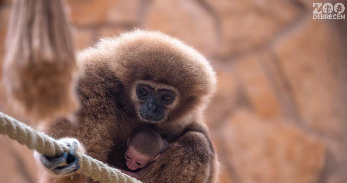 fehérkezű gibbon kölyök az anyjával