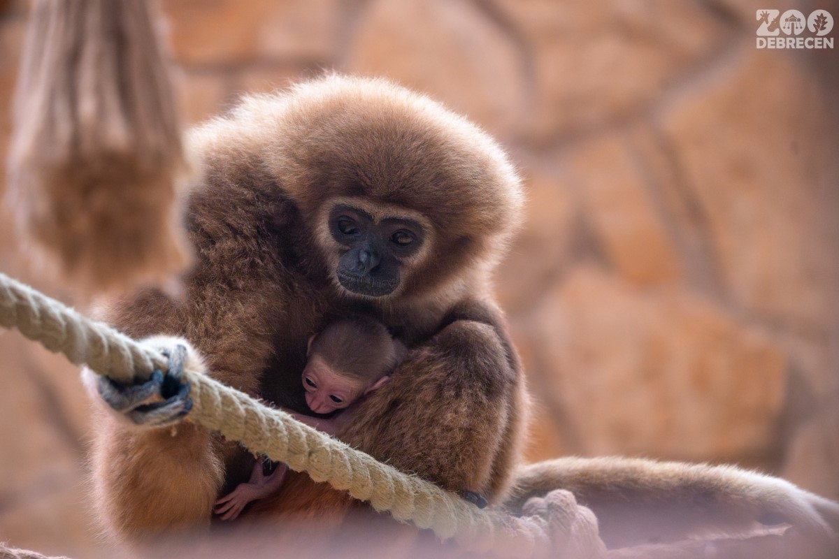 fehérkezű gibbon kölyök az anyjával