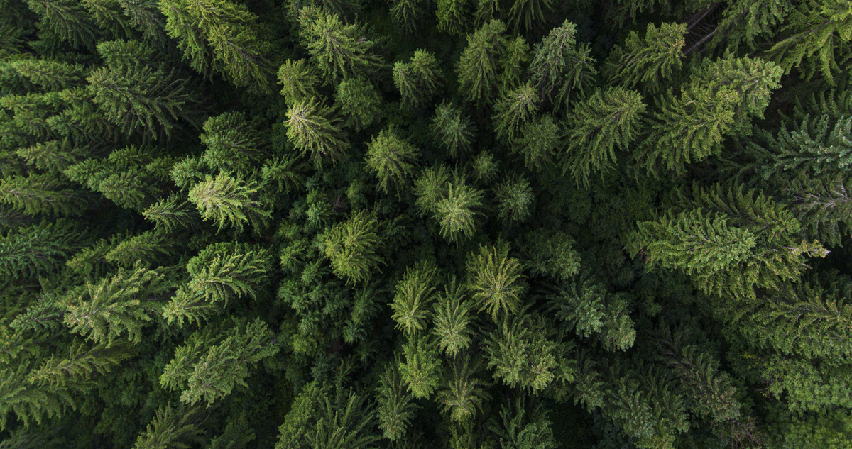 fenyőfák - Gyerekszoba fenyőfák