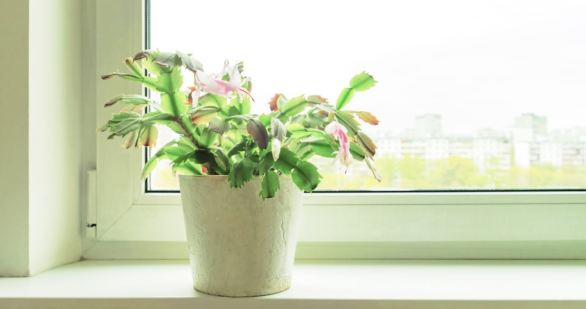 karácsonyi kaktusz virágzás után