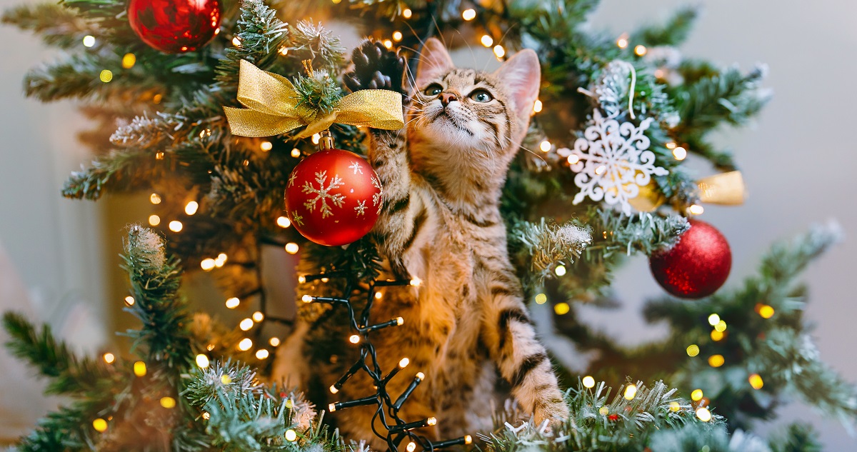 Fotó: Getty Images - Siarhei SHUNTSIKAU