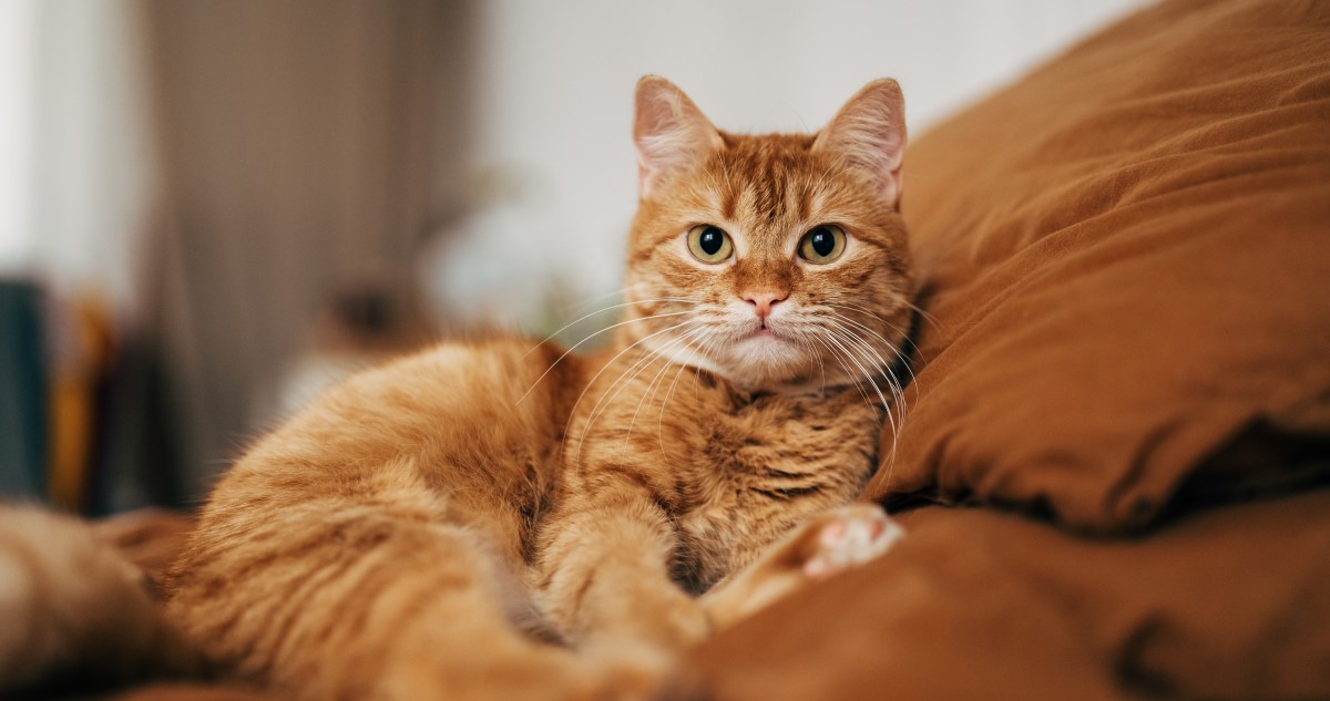 vörös macska a kanapén