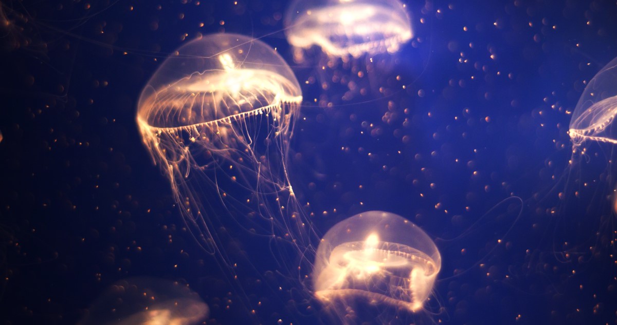 meduza - Gyerekszoba medúzák