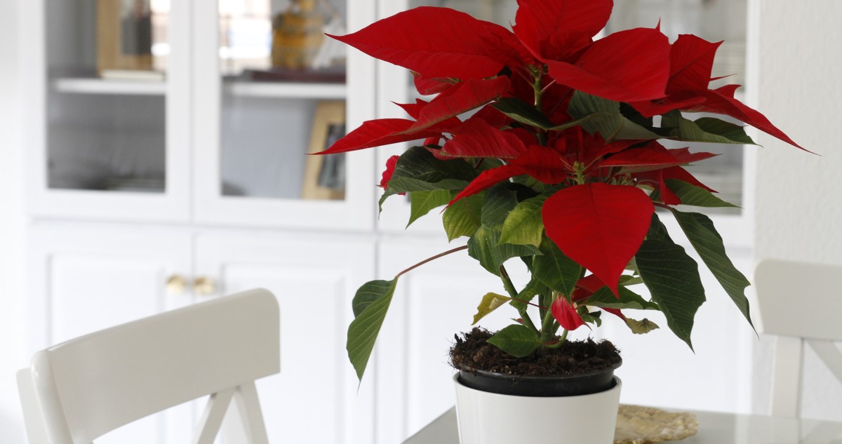 mikulasvirag - Gyerekszoba mikulásvirág a konyhaasztalon