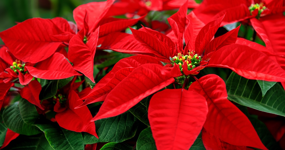 Mikulásvirág gondozása - Gyerekszoba Fotó: Getty Images -