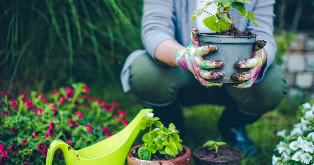 Virágültetés januárban - Gyerekszoba Fotó: Getty Images - AleksandarNakic